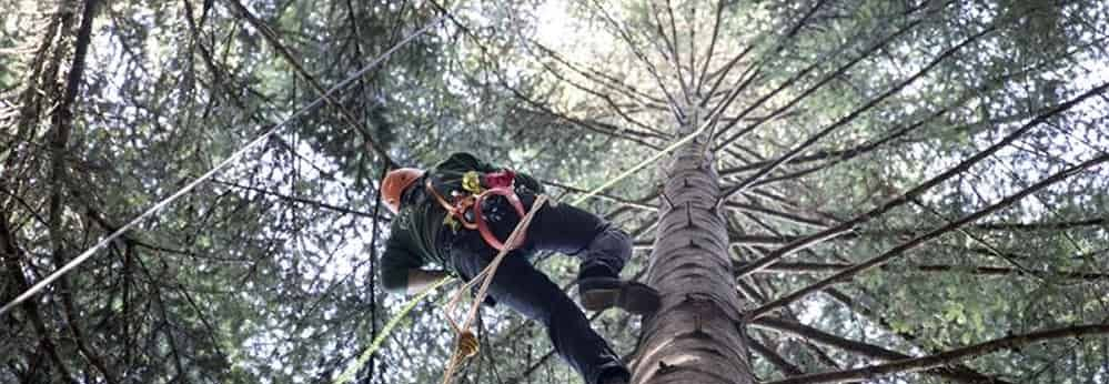 Mann im Wald am klettern